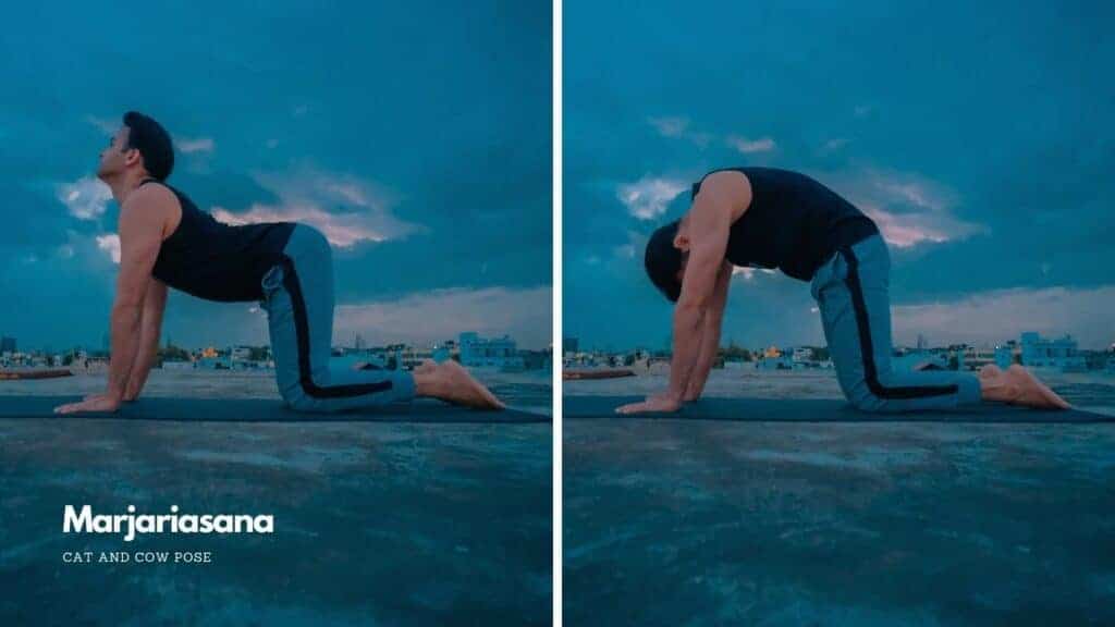 Marjariasana or Cat and Cow Pose - How to Do Crow Pose In Yoga Without Falling on Your Face: Master Balance!
