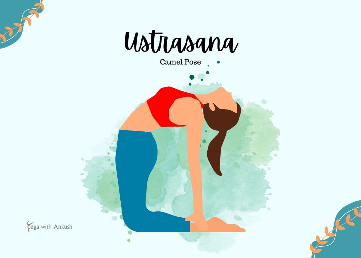 Ustrasana Procedure (Camel Pose) – Steps, Benefits and Contraindications Ustrasana Procedure (Camel Pose) – Steps, Benefits and Contraindications